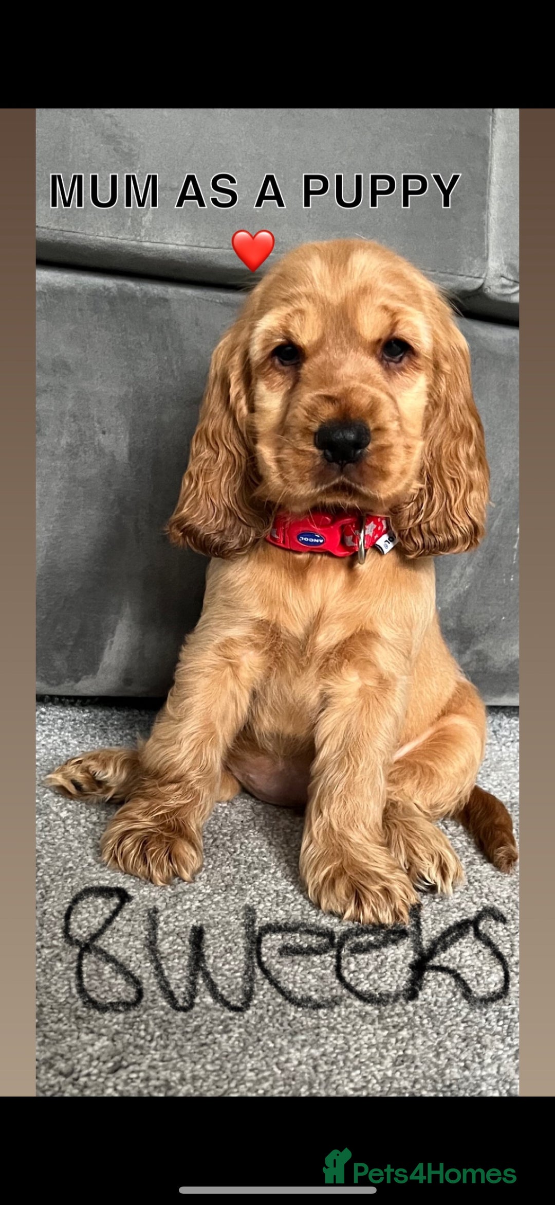 Cocker Spaniel dogs for sale: Last stunning KC show cocker - Advert 9