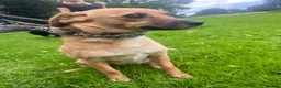 Mixed Breed dogs for adoption: Meet Irish, currently residing in Cheshire  in Nantwich - Advert 6