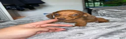 Dachshund dogs for sale: Gorgeous miniature daschunds  - Advert 3