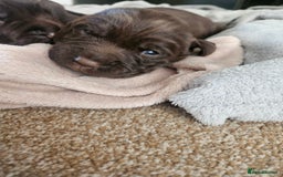 Springador dogs for sale: Two springador puppies - Image 14