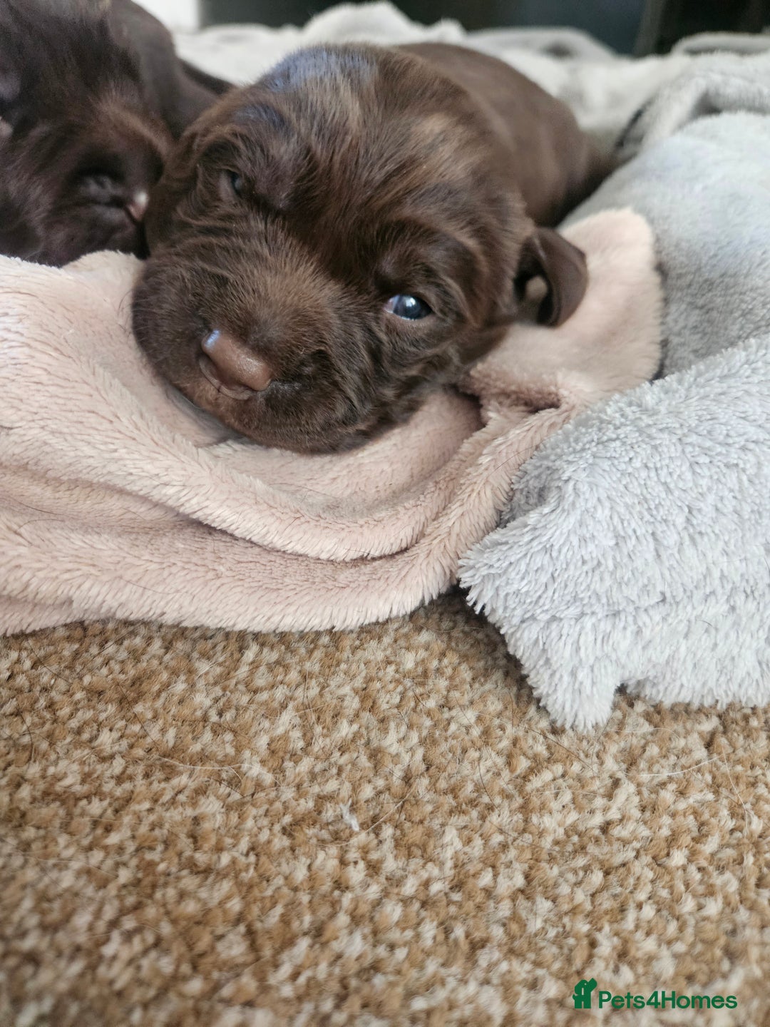Springador dogs for sale: Two springador puppies - Image 14