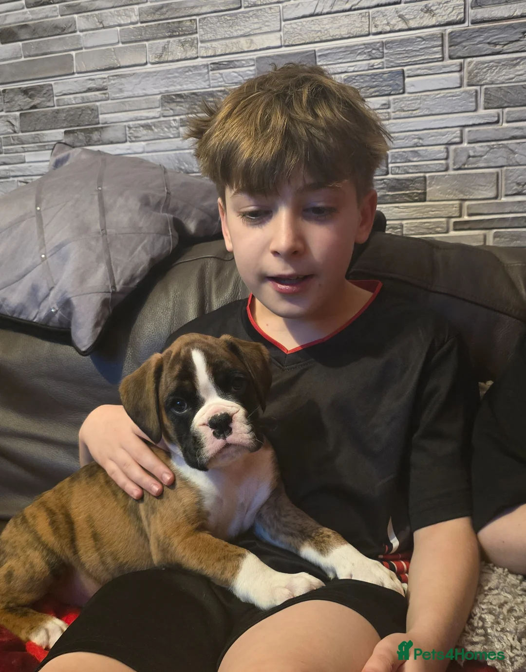 Boxer dogs for sale: Stunning Red Brindle/white Male Puppy - Advert 1