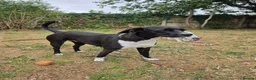 Mixed Breed dogs for sale: Beautiful female puppy 5 months in Marlborough - Advert 7