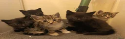 Mixed Breed cats for sale: Kittens for sale  in Wrexham - Advert 17