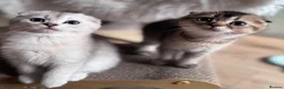 Scottish Fold cats for sale: 💎 Stunning TICA Reg. Scottish Fold Kittens 🐾 - Advert 12