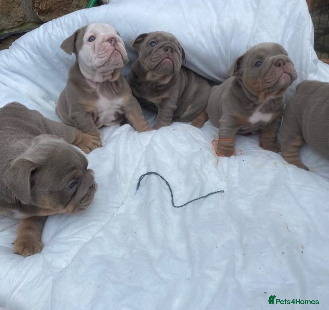 English Bulldog dogs for sale: Pedigree English Bulldog Puppies for sale •KC• - Image 10