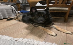 German Shepherd dogs for sale: German shepard puppies  - Image 13