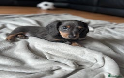 Dachshund dogs for sale: 2 Beautiful miniture dachshunds left  - Image 15