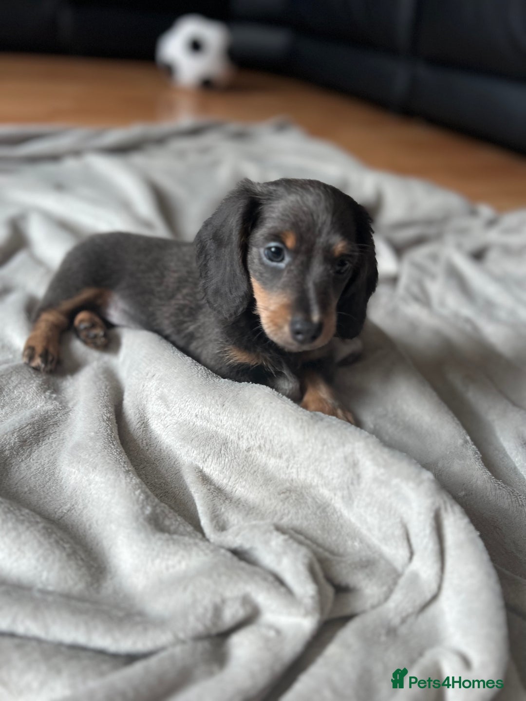 Dachshund dogs for sale: 2 Beautiful miniture dachshunds left  - Image 15