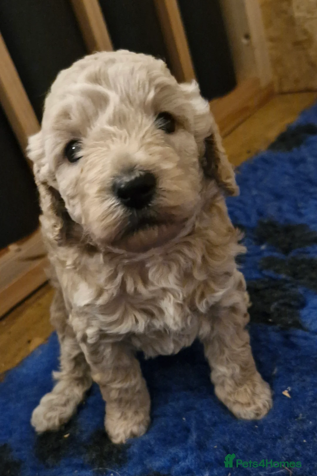 Cockapoo dogs for sale:  Cockapoo puppies F2B - Advert 17