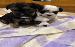 Morkie dogs for sale: 3 little morkies for sale  - Image 4