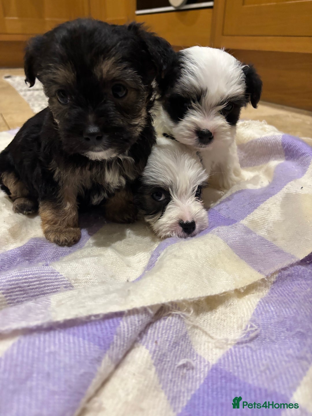 Morkie dogs for sale: 3 little morkies for sale  - Image 4