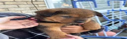 Mixed Breed dogs for sale: American Akita x Rottweiler  - Advert 3