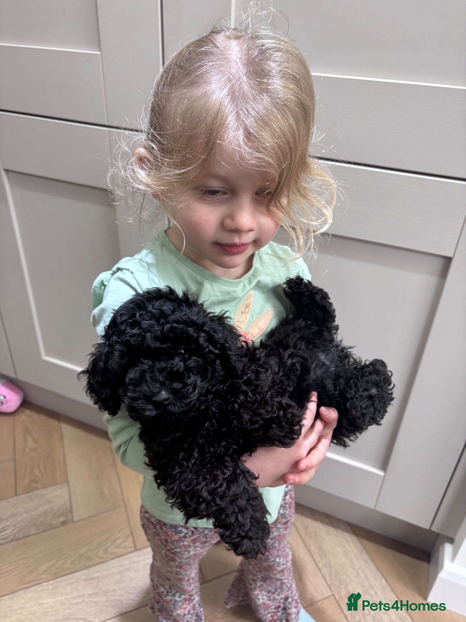 Toy Poodle dogs Toy poodle puppies  - Advert 1