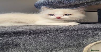 Ragdoll cats - Advert 10