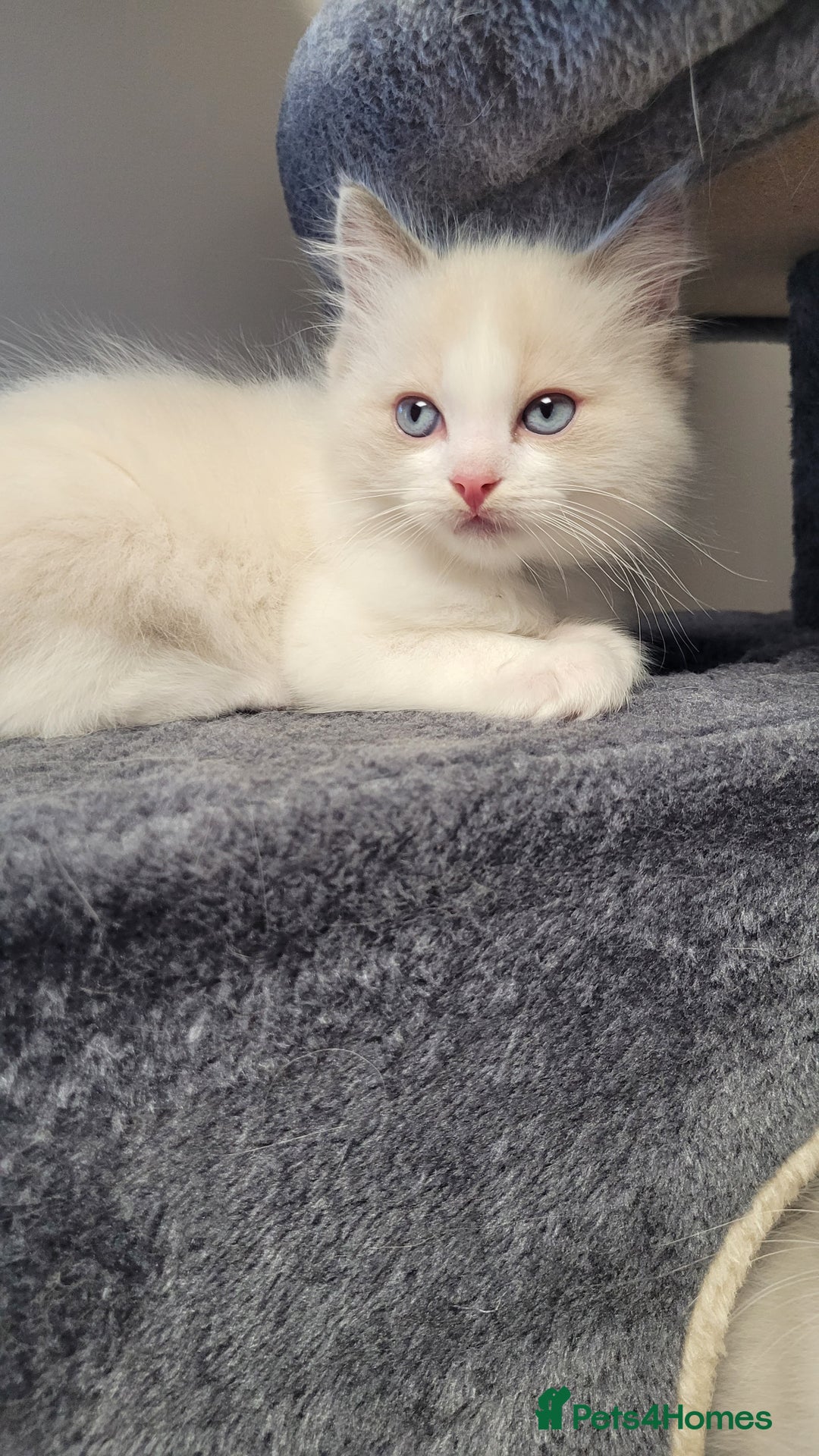 Ragdoll cats for sale: 🐾😺 3 Fluffy Ragdoll Kittens Waiting for You ♥♥♥ - Image 3