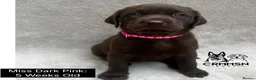 Labrador Retriever dogs for sale: Outstanding, Health Tested, KC Reg, Labrador Pups - Advert 3