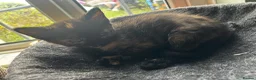 Mixed Breed cats for sale: Kittens in Keston - Advert 6