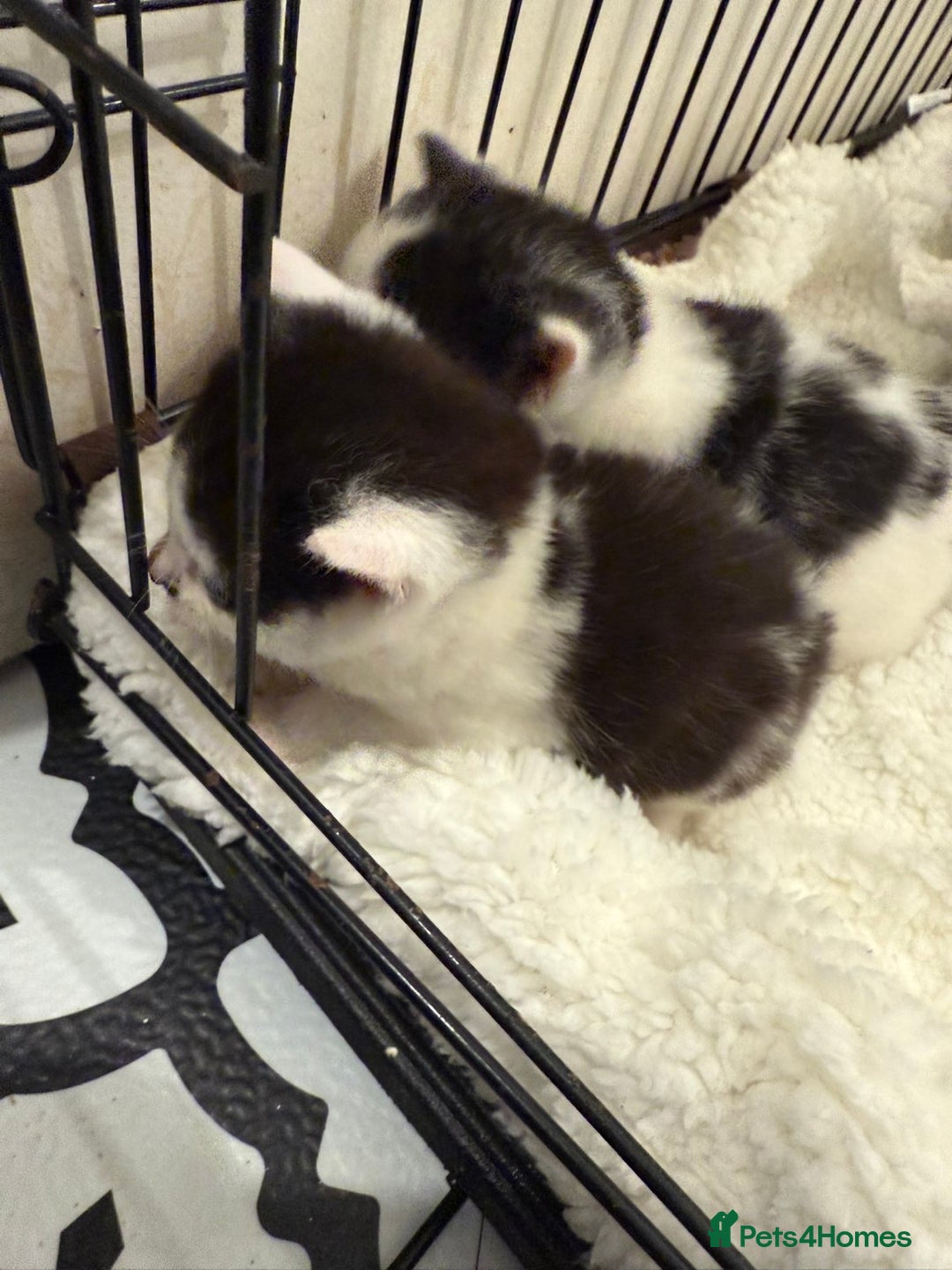 Domestic Shorthair cats for sale: 6 Male Domestic Shorthair kittens for sale!! - Advert 3