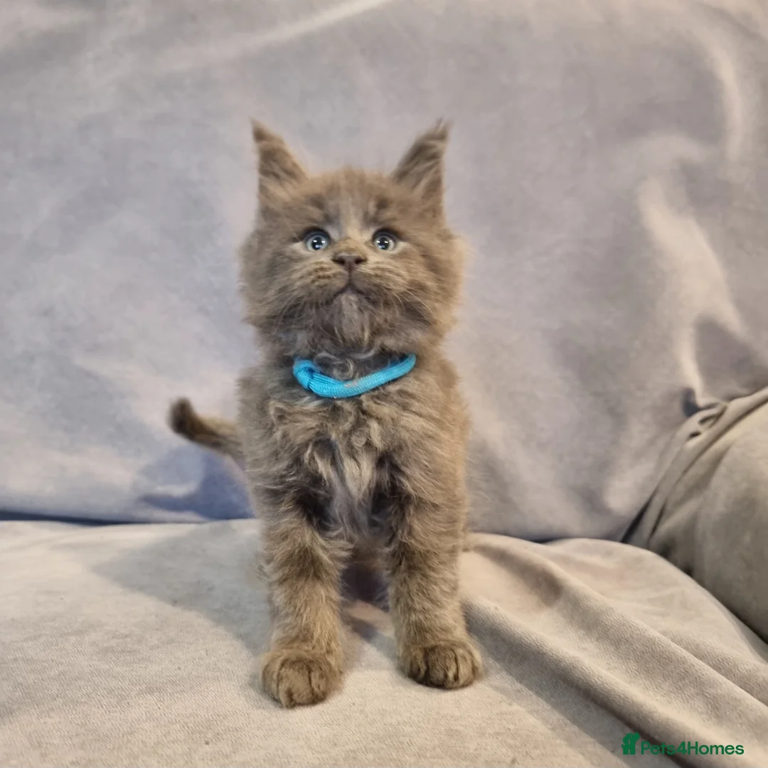 Maine Coon cats for sale: Gorgeous TICA register kittens - Advert 10