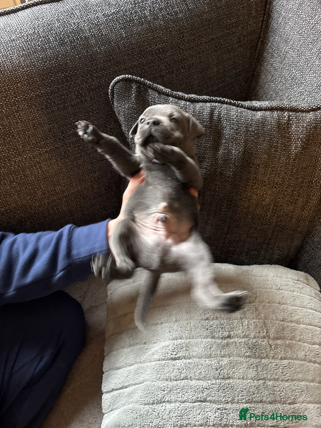 Staffordshire Bull Terrier dogs for sale: Beautiful litter of Staffordshire bull terrier  - Advert 5