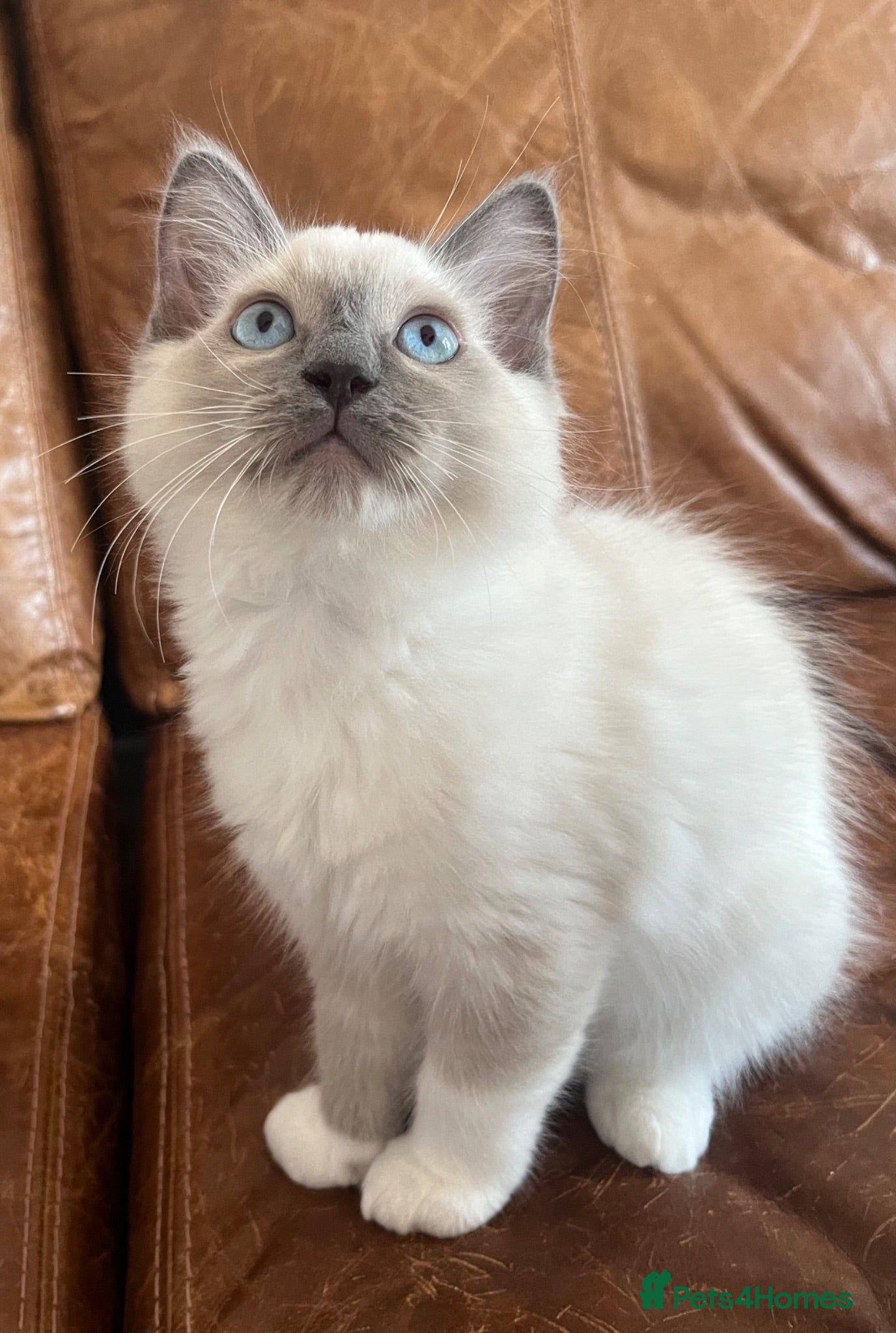 Ragdoll cats Blue Point Ragdoll Kittens - Advert 2