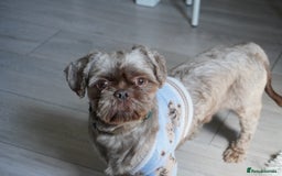 Shih Tzu dogs for sale: Fostered Shih Tzu - Image 1