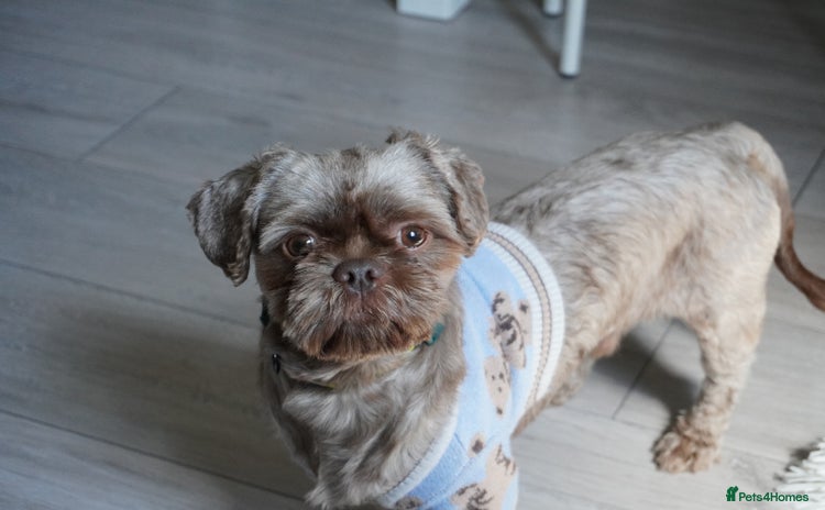 Shih Tzu dogs - Advert 2