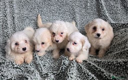 Mixed Breed dogs for sale: Bichon puppies  - Image 2