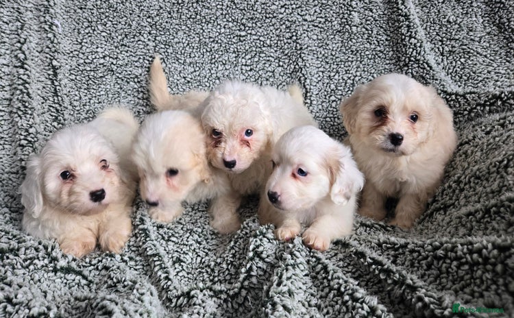 Mixed Breed dogs - Advert 1
