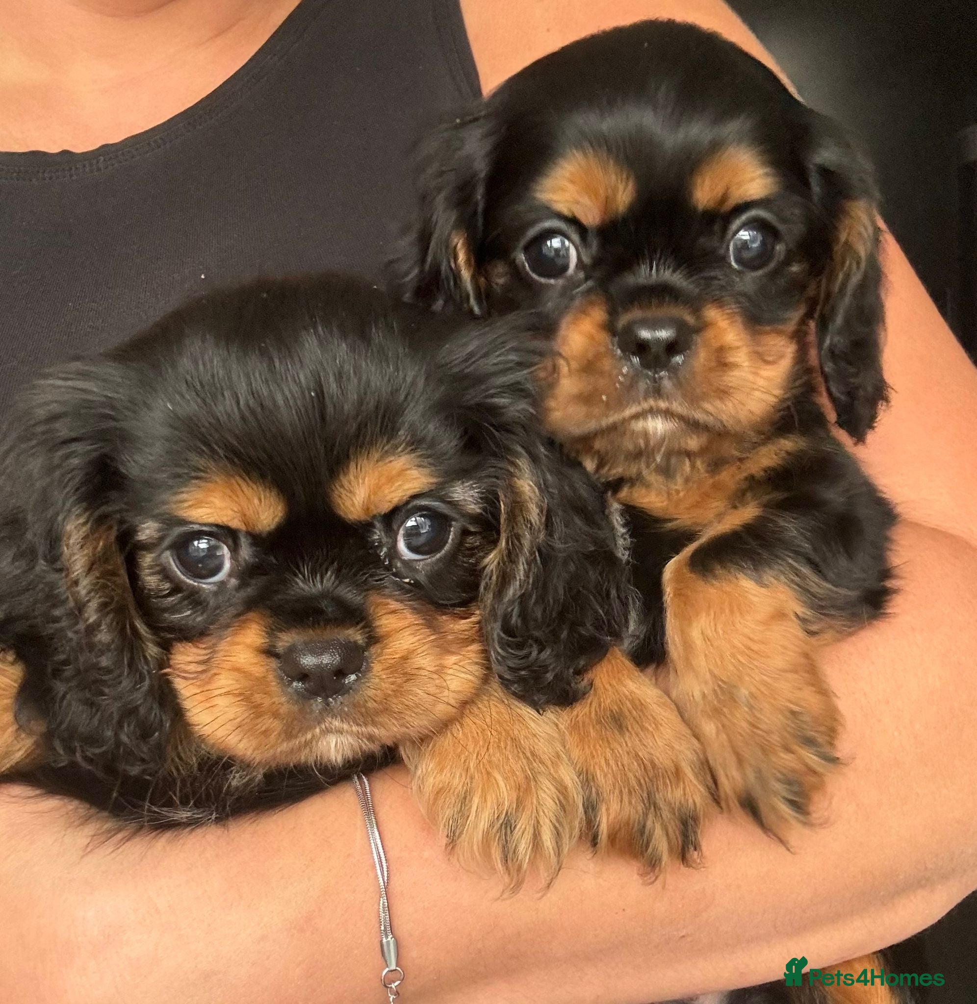 Cavalier King Charles Spaniel dogs Beautiful health tested puppies 💙 - Advert 1