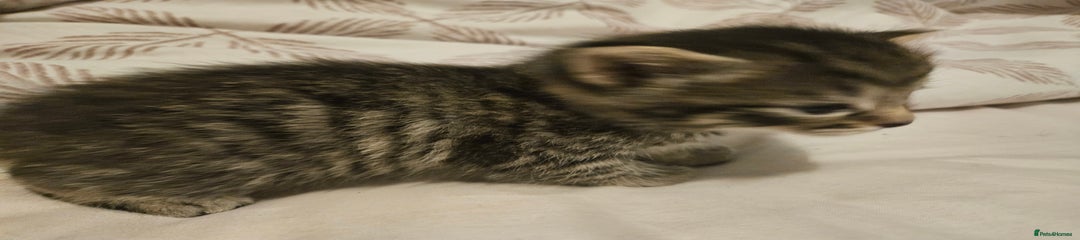 Bengal Kitten 3