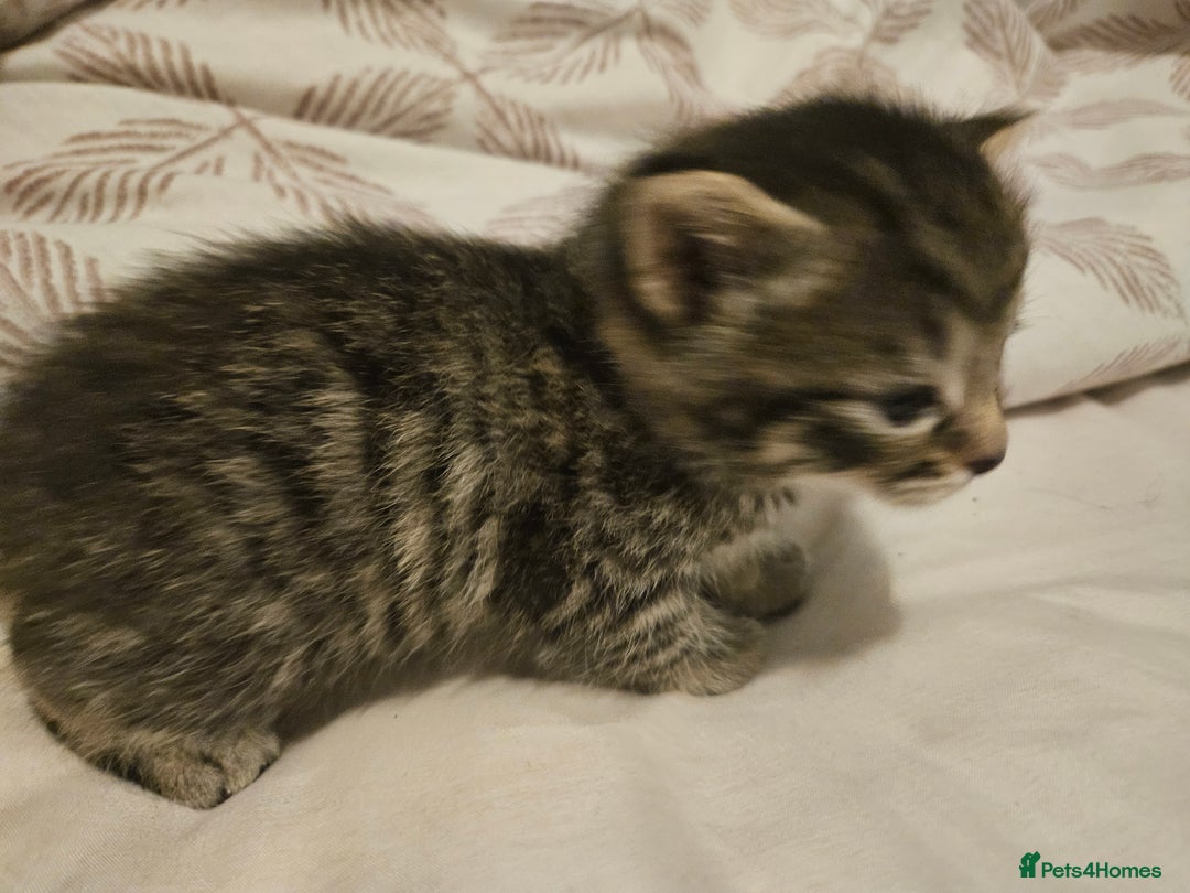 Bengal cats for sale: Kitten - Image 2