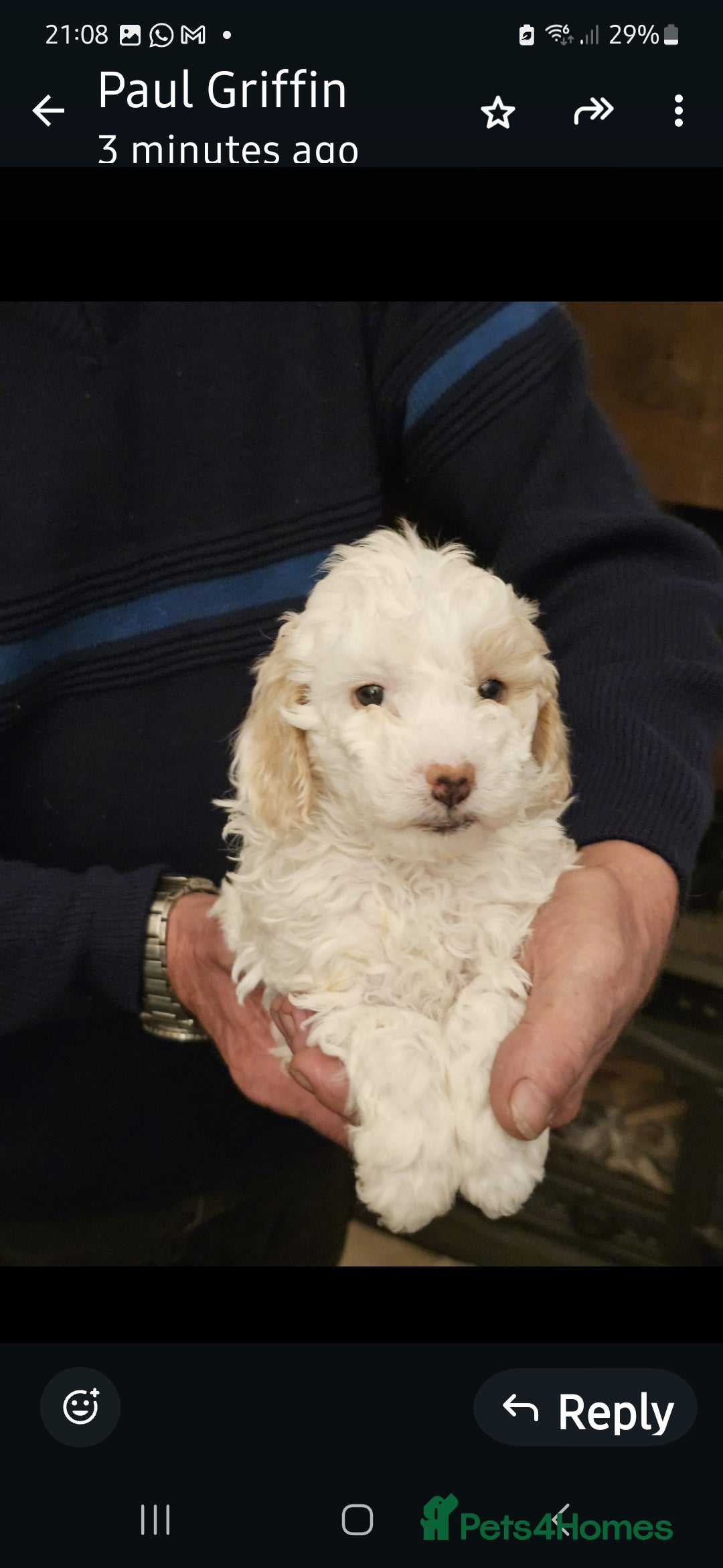 Cockapoo dogs for sale: 1 beautiful cockapoo girl - Image 11