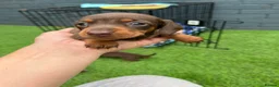 Miniature Dachshund dogs for sale: Miniature dachshund  - Advert 21