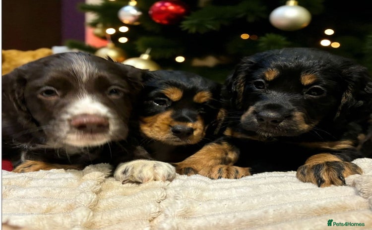 Cocker Spaniel dogs READY NOW!! working cocker spaniels - Advert 11