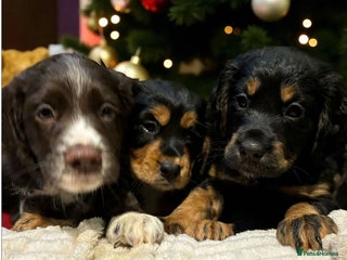 Cocker Spaniel dogs READY NOW!! working cocker spaniels - Advert 16