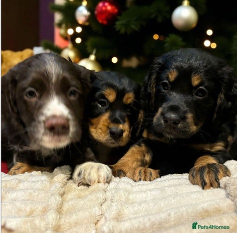 Cocker Spaniel dogs READY NOW!! working cocker spaniels - Advert 11