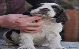 English Springer Spaniel dogs for sale: English springer spaniel puppies  - Advert 2