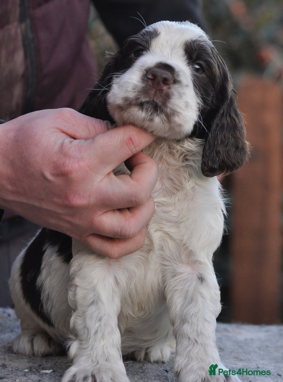 English Springer Spaniel dogs for sale: English springer spaniel puppies  - Advert 2