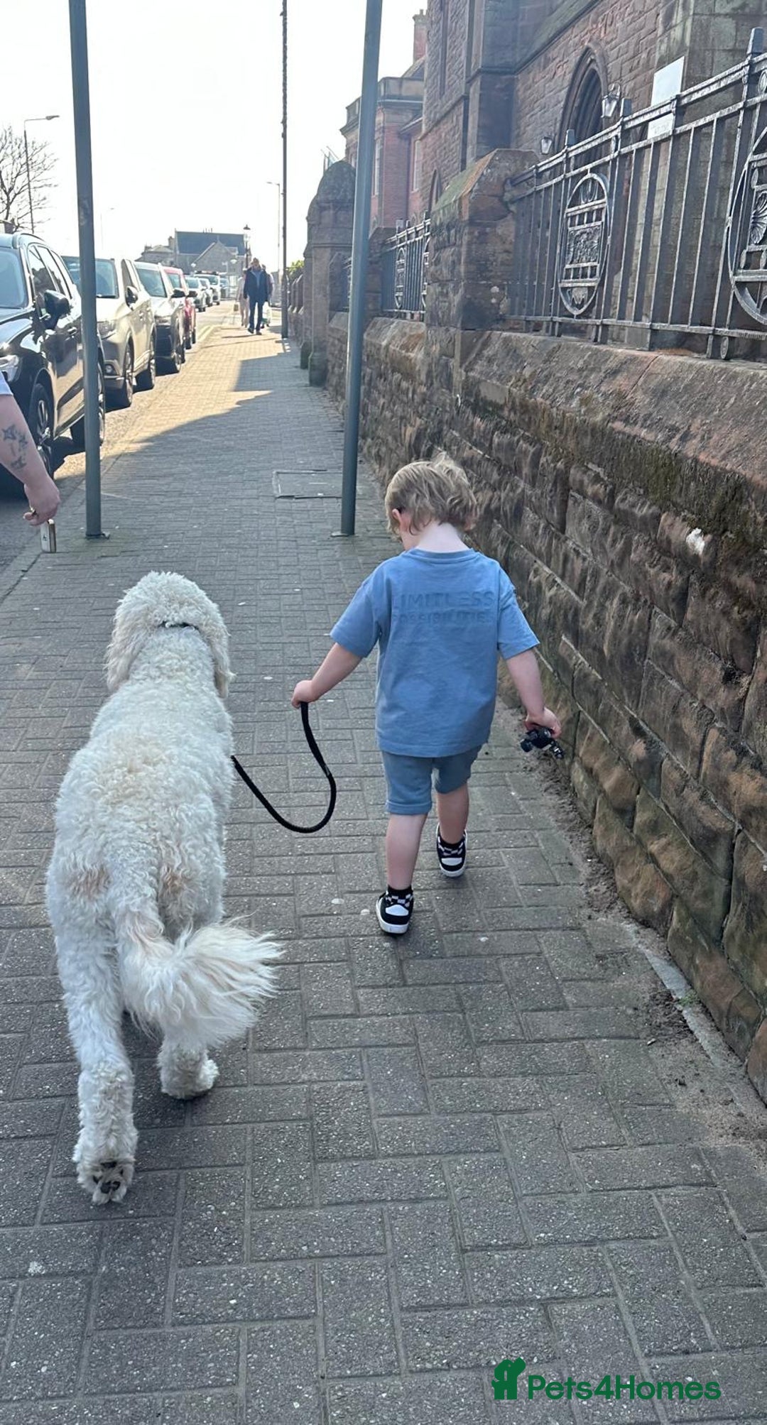 Goldendoodle dogs for sale: 🐶🐾🐶AUSTRALIAN DOUBLE DOODLE PUPPIES🐶🐾🐶 - Image 9