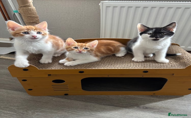 Mixed Breed cats - Advert 2