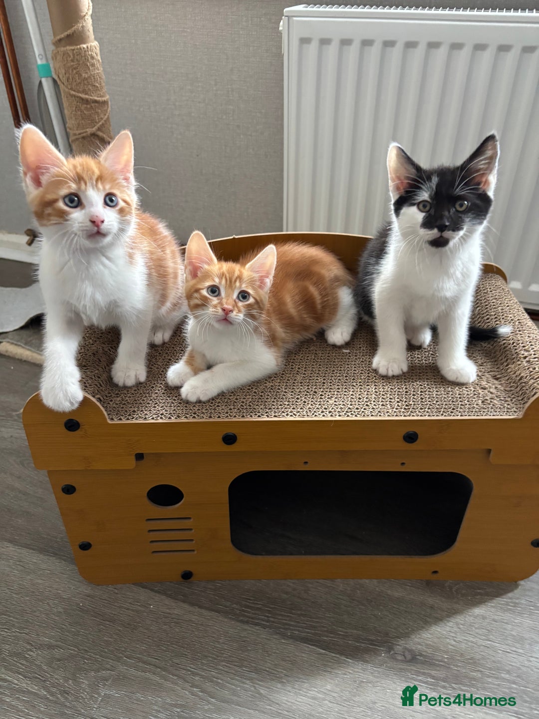 Mixed Breed cats for sale: 4 Gorgeous little boys  - Image 1