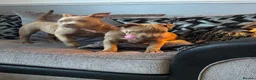 American Bully dogs for sale: American bully puppies  - Advert 10