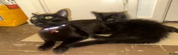 Mixed Breed cats for sale: Domestic Kittens - One Tabby, One Black/Dark Brown - Advert 4