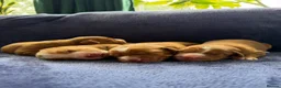 Nova Scotia Duck Tolling Retriever dogs for sale: Beautiful Toller puppies from champion bloodlines - Advert 3