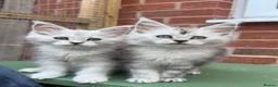 Maine Coon cats for sale: Maine coon kittens - Advert 8