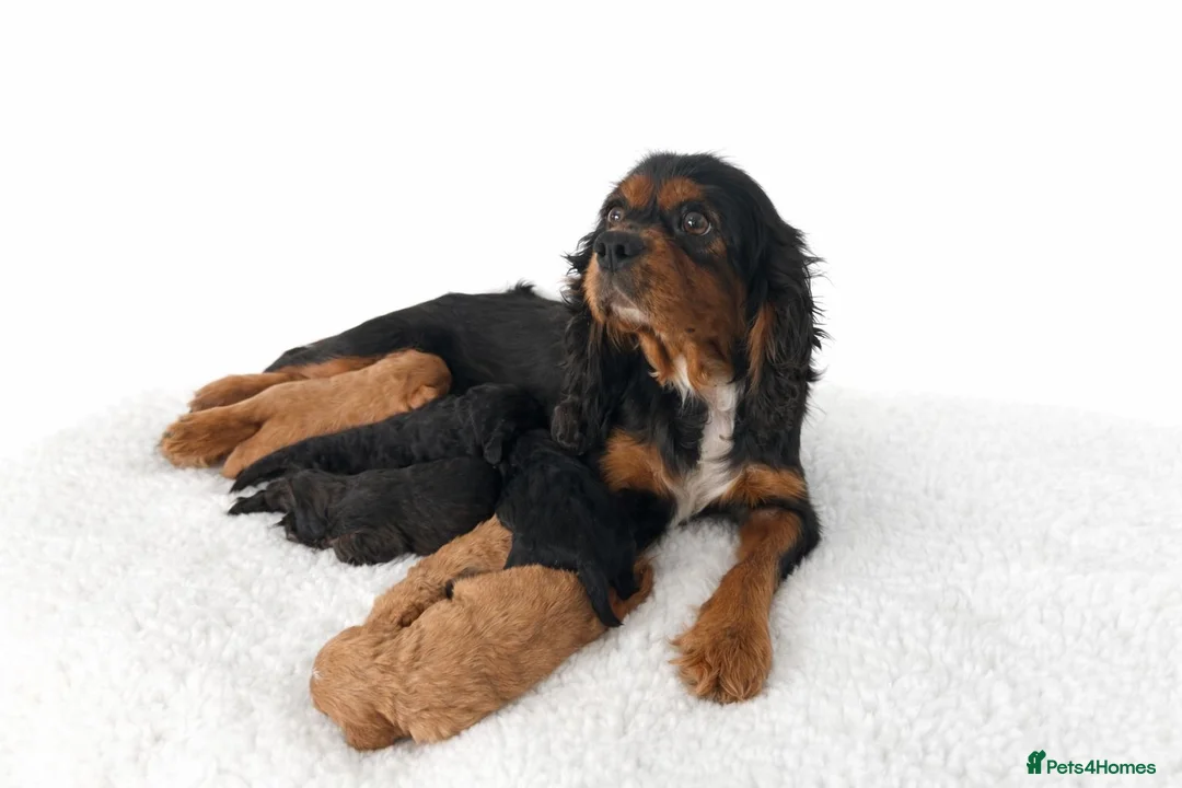 Cavapoo dogs for sale: Beautiful Cavapoo Puppies – Ready for Loving Homes - Advert 1