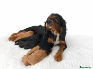 Cavapoo dogs Beautiful Cavapoo Puppies – Ready for Loving Homes - Advert 3