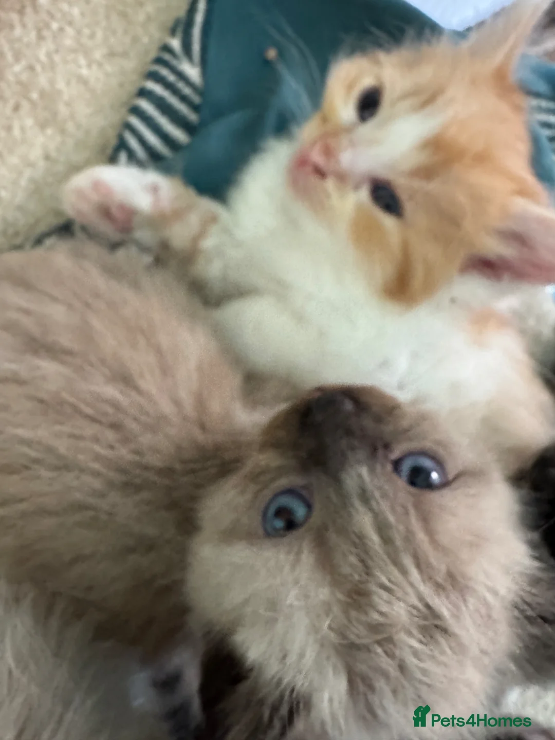 Ragdoll cats for sale: Ragdoll kittens  - Advert 2